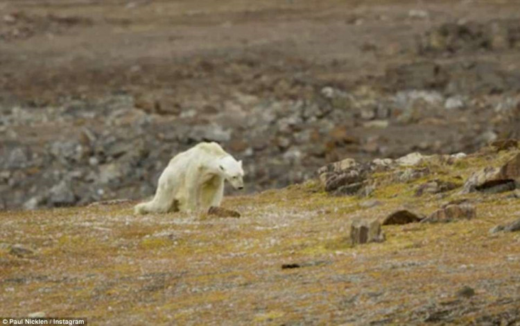Fotograf zachytil ľadového medveďa, ktorý umiera od hladu. Plakal pri tom