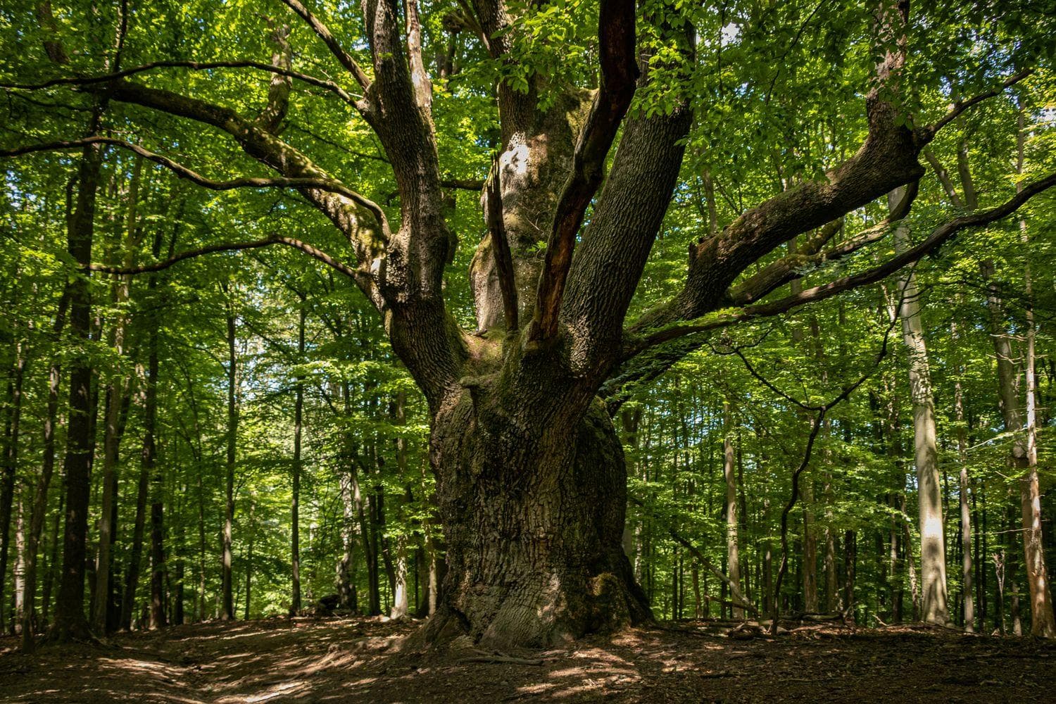 Stromom roka sa stal Dračí dub z Lozorna