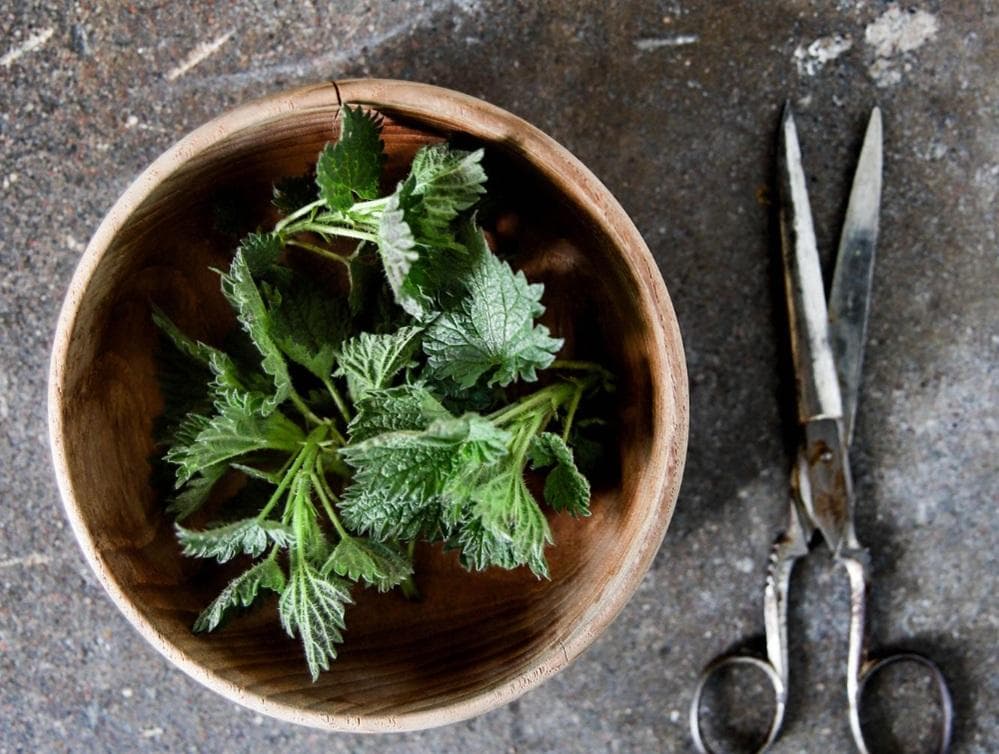 Zázračný žihľavový sirup. RECEPT z mladej žihľavy