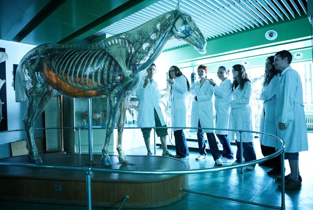 Záujem o veterinu v Košiciach v angličtine je rekordný. Hlási sa viac žien