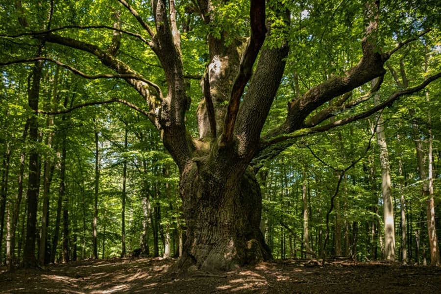Dračí dub. Foto - archív ZvM