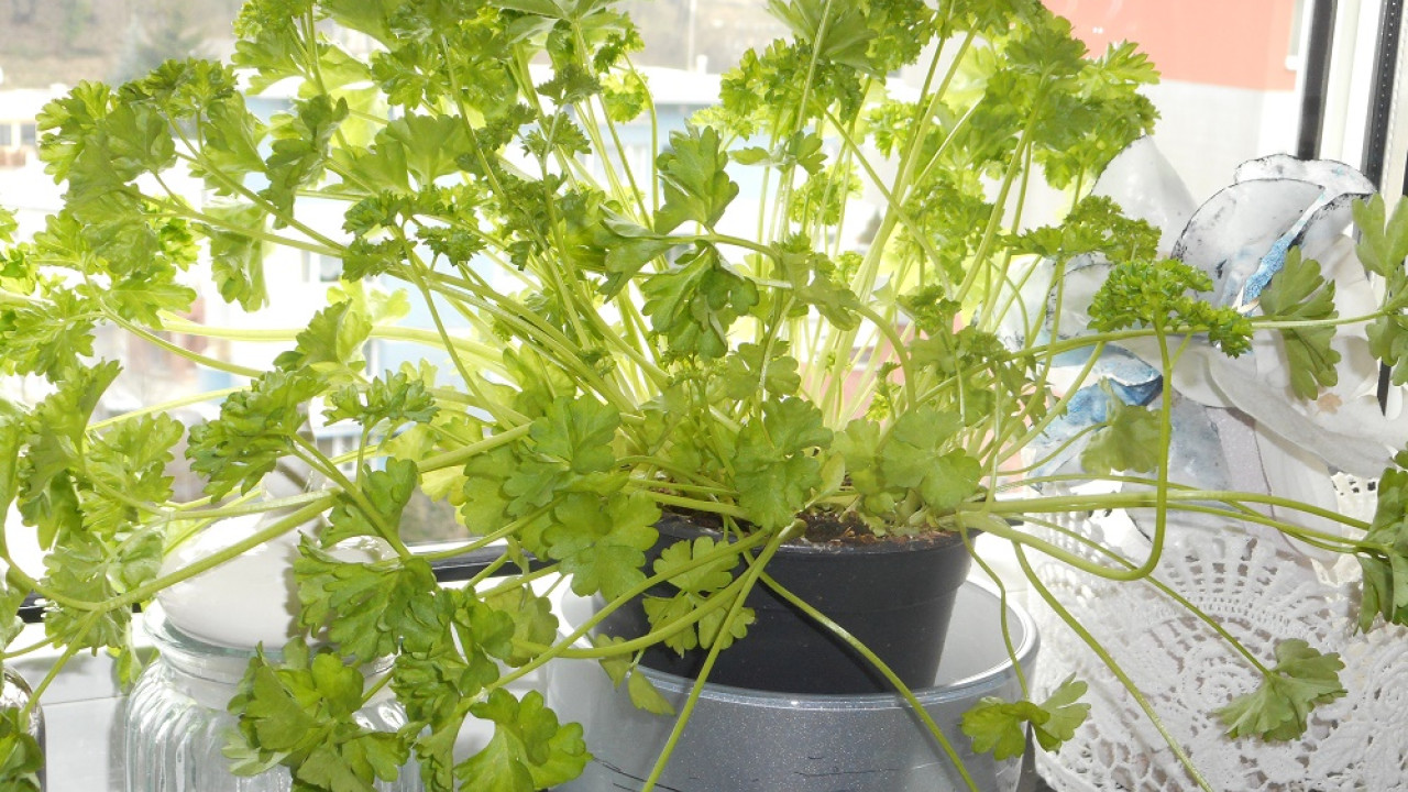 Petržlenové pesto