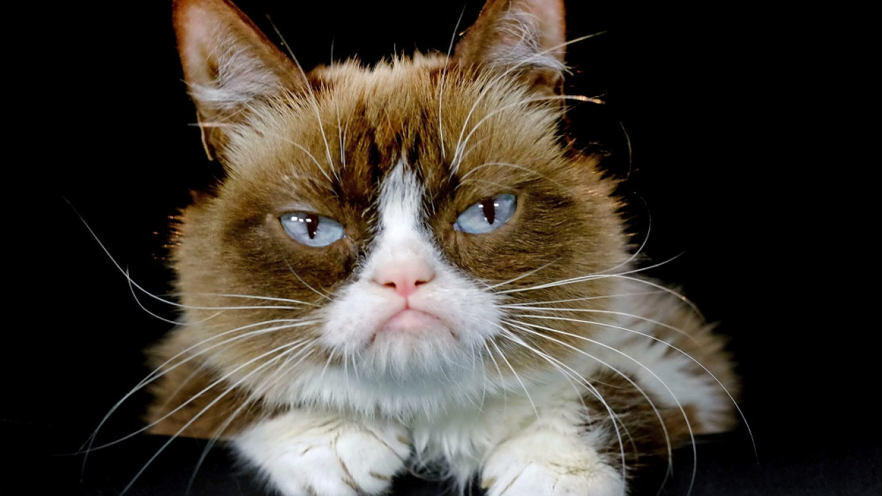 Grumpy Cat