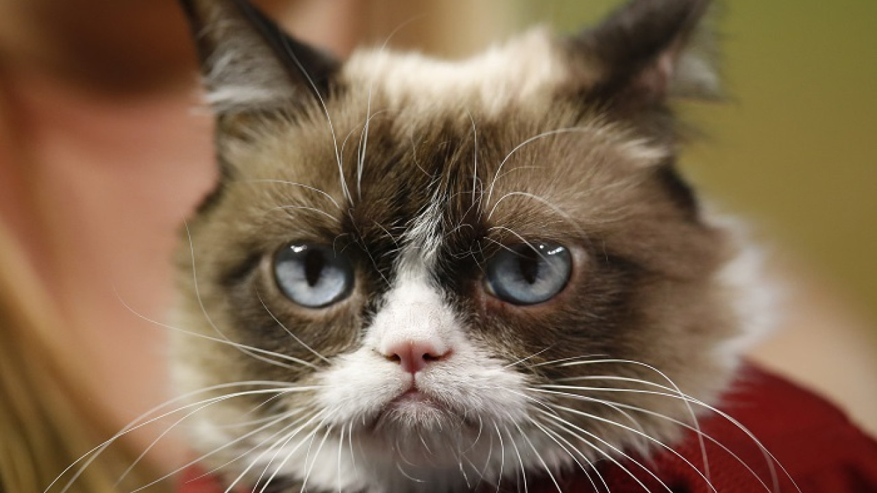 Grumpy Cat