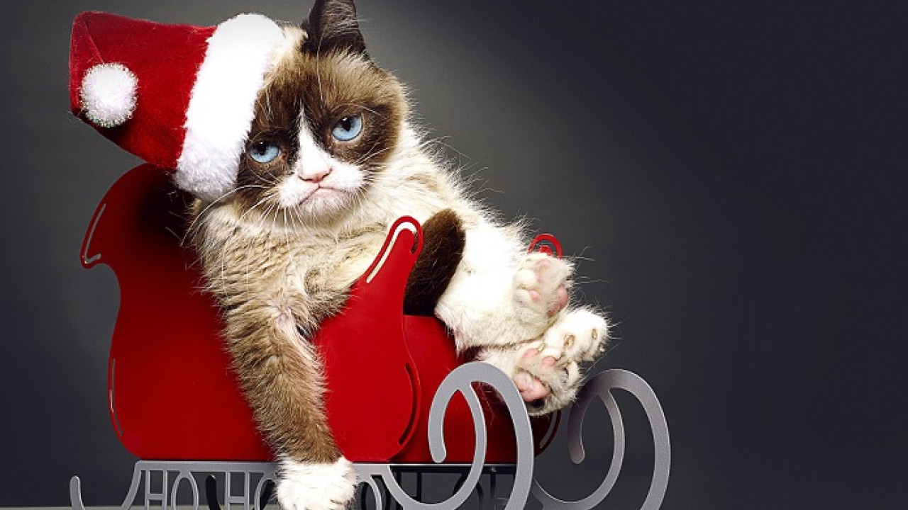 Grumpy Cat