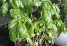Avokádové pesto