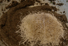 Hubové pesto