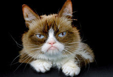 Grumpy Cat