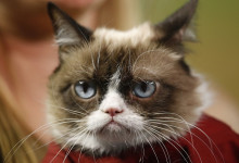 Grumpy Cat