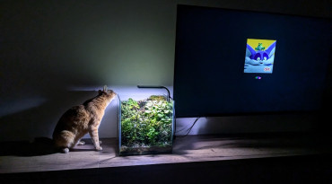 rastlinne terarium