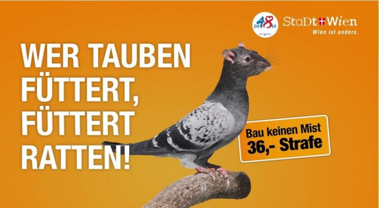 Za kŕmenie holubov je vo Viedni pokuta 36 eur. Ochrancovia hovoria o vyhladzovaní zvierat
