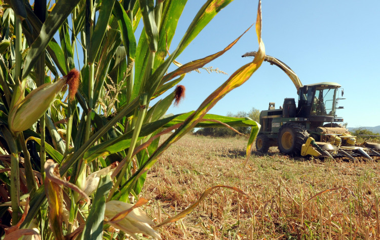 Ekologické farmárčenie dopadlo lepšie ako tradičné