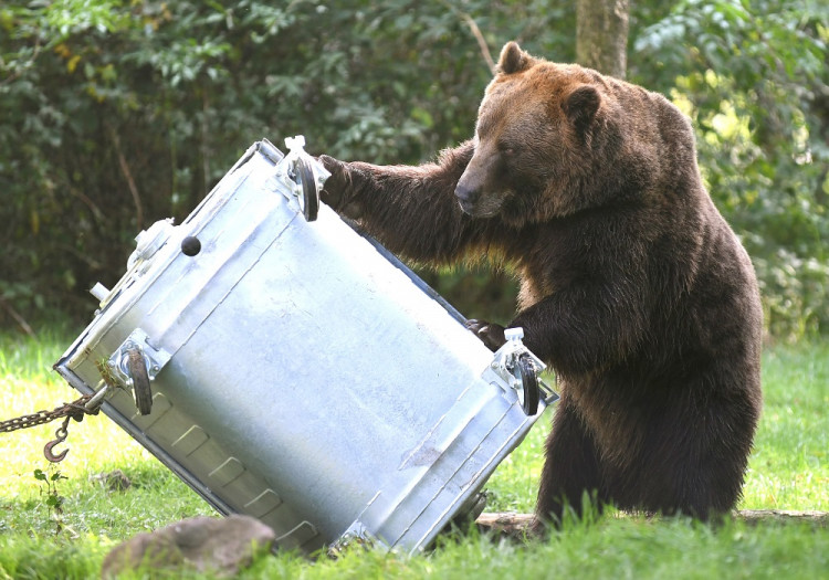 V košickej zoo testovali kontajner, medveď sa k dobrotám nedostal