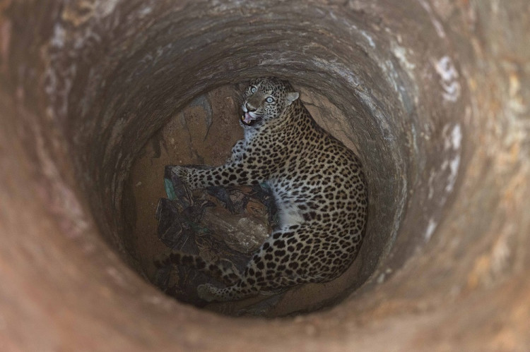 Samica leoparda spadla do studne, zachraňovali ju desiatky ľudí