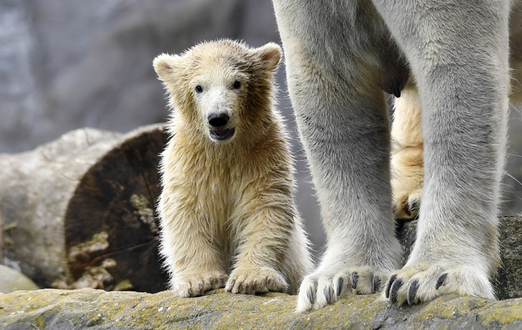 Mláďa polárneho medveďa nadchlo ľudí, keď urobilo prvé kroky. Vybrali mu už meno