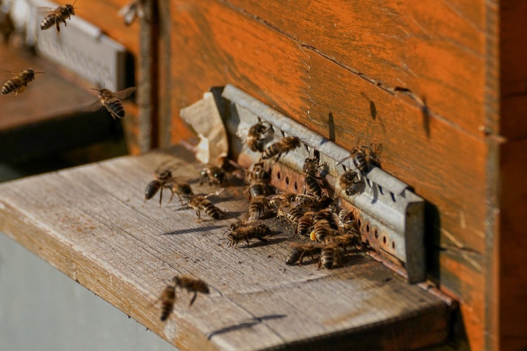 Na ženu zaútočili včely, dostala 20 žihadiel