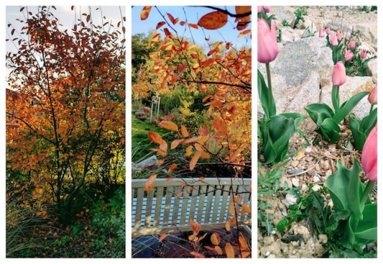Záhrada v novembri: 10 vecí, ktoré ešte môžete urobiť počas novembra v záhrade