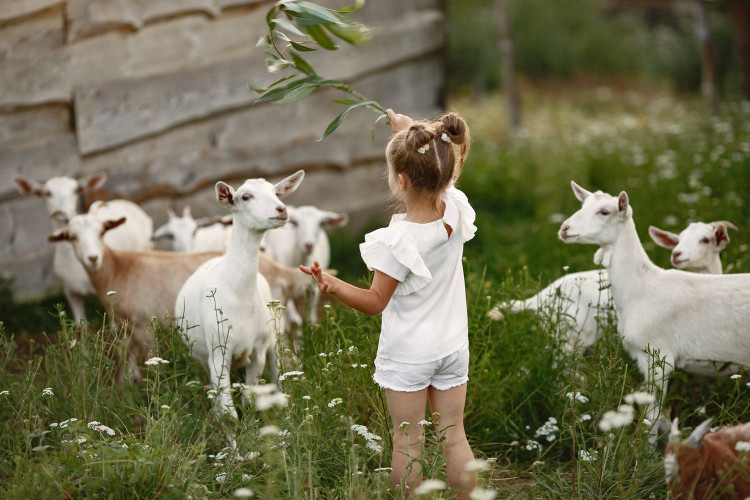 Kam s deťmi za zvieratami: Najlepšie kontaktné ZOO na Slovensku