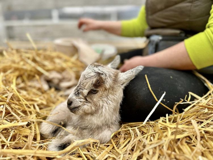 Kam s deťmi za zvieratami: Najlepšie kontaktné ZOO v okolí Bratislavy