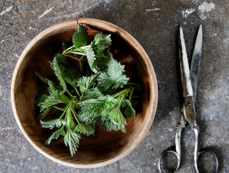 Zázračný žihľavový sirup. RECEPT z mladej žihľavy