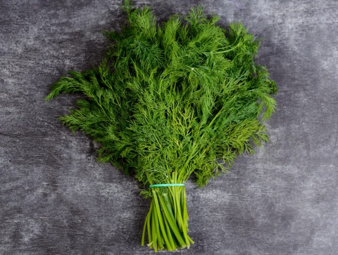 Kôpor má antibakteriálne účinky, podporuje trávenie či tvorbu materského mlieka. Foto - freepik