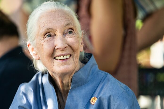 Zomrela renomovaná biologička a ochrankyňa prírody Jane Goodallová. Foto - TASR/AP