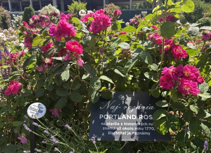 Grófka Mária Henrieta Choteková a jej chýrne rozárium. Foto - Miriam Zsilleová